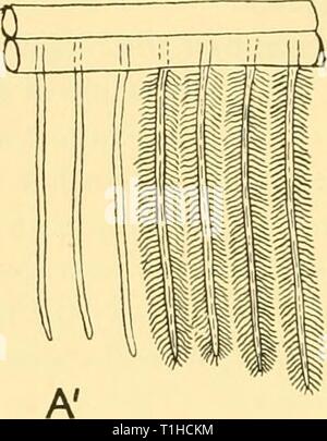 Reports (1962) Entdeckung berichten discoveryreports 31 inst Jahr: 1962 Mrd. Stockfoto