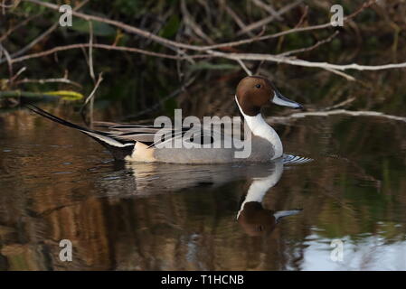 Drake nördlichen Pintail auf Priorat Teich Stockfoto