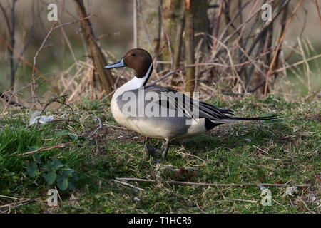 Drake nördlichen Pintail auf Priorat Teich Stockfoto