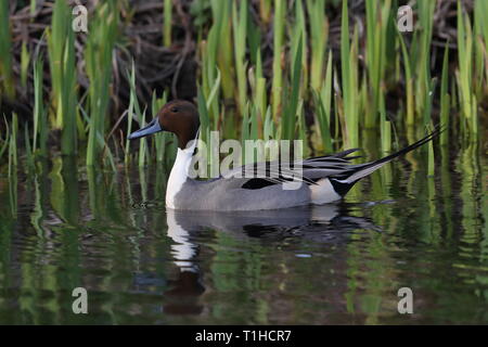 Drake nördlichen Pintail auf Priorat Teich Stockfoto