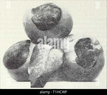 Krankheiten der Früchte und Nüsse Krankheiten Obst und Nüsse diseasesoffruits 120 smit Jahr: 1941 Krankheiten Obst und Nüsse 119 QUITTE Antenne Gall. - An jedem Knoten oder gemeinsame auf dem Stamm, eine raue, warty Swell-ing der Rinde entwickelt. Diese Bedingung ist universell auf Quitten in Cali-fornia und erscheint so etwas wie Antenne Krone Galle oder Hairy Root in Äpfel. Kein Schaden scheint zu führen. Die Ursache ist unbekannt. Schwarz Rot - Die fast reife Frucht ist durch eine schwarze, eher trockenen Rot des Fleisches angegriffen (Abb. 66). Kleine schwarze Punkte, die spore Pusteln des Pilzes Physalospora ohtusa sind auf der suchspray gesehen Stockfoto