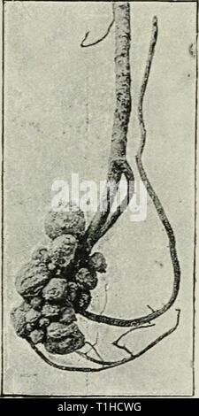 Krankheiten von Pflanzen, indem sie Krankheiten von Pflanzen durch cryptogamic Parasiten induziert induziert; Einführung in das Studium der pathogenen Pilzen, Schleim - Pilze, Bakterien und Algen diseasesofplant 00 tube Jahr: 1897 MYCODOMATIA DER ERLE, ETC. 101 Vorläufig als Frankia alni (WOR) auf Erle, und Frankia Brunchorstii (Mull.) auf Myrica gale. Hiltner/ nach einer Reihe von Experimenten, dass das erste Jahr ohne Erlen tuberkel nicht frei von Stickstoff im Boden gedeihen, noch werden Sie Stickstoff aus der Atmosphäre stattfinden; wenn jedoch mit root-tuberkel sie Stickstoff aufnehmen. Die Knolle Stockfoto