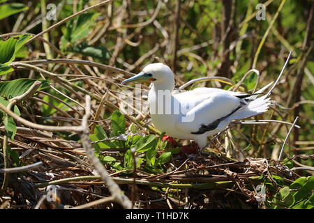Red-Footed Sprengfallen Stockfoto