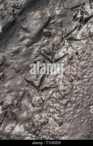 Titel eines Vogels im Schlamm am Ufer des Flusses - möglicherweise eine Gans oder Ente, wie beide leben in der Nähe. Stockfoto