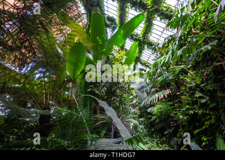 Gewächshaus in Real Jardín Botánico, Königlichen Botanischen Garten von Madrid, Madrid, Spanien Stockfoto