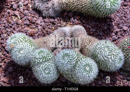 Mammillaria Elongata, ladyfinger Gold lace Kaktus, Kaktus, Real Jardín Botánico, Königlichen Botanischen Garten von Madrid, Madrid, Spanien Stockfoto