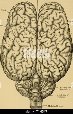 Krankheiten & Störungen der Krankheiten & Beschwerden des Pferdes: Eine Abhandlung über equine Medizin und Chirurgie diseasesdisorder 00 gres Jahr: 1886 92 Große längs Riss zwischen den Hemisphären des Großhirns entscheidende riss ich. ateral riss Ireat schrägen Riss entscheidende Spalte seitliche Fissur großen schrägen Riss/Seitenlappens von I Kleinhirn Middle lobe von t Kleinhirn Medulla oblongata Gehirn-Aspekt. Stockfoto