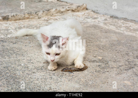 Katze essen eine Echse auf der Straße der Insel Kreta in Griechenland Stockfoto