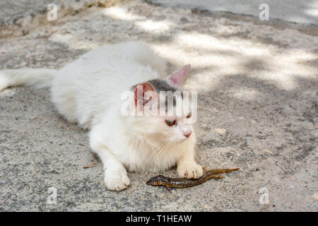 Katze essen eine Echse auf der Straße der Insel Kreta in Griechenland Stockfoto