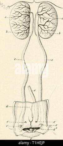 Die Krankheiten von Geflügel (1899) die Krankheiten des Geflügels diseasesofpoultr 00 salmrich Jahr: 1899 KRANKHEITEN OE GEFLÜGEL. 139 vealed au enorme eiilar. iremeiit der zwei Nieren und Schneiden - Über diese Organe Es wurden zahlreiche schwarze Punkte, von denen jedes eine kleine interstitielle Hämorrhagien. Die Krankheit hat, auch durch lieen Lärche beobachtet - äh, Semmer und andere. Es ist oft mit junghennen gesehen. Die betroffenen]) irds Wachsen stoppen, Ihren Appetit verlieren, werden dünne, mit unsachgemäß entwickelt, Federn und aufgeraut Gefieder. Die kidne3'S gefunden werden zwei oder drei Mal ihre normale Größe eines Stockfoto