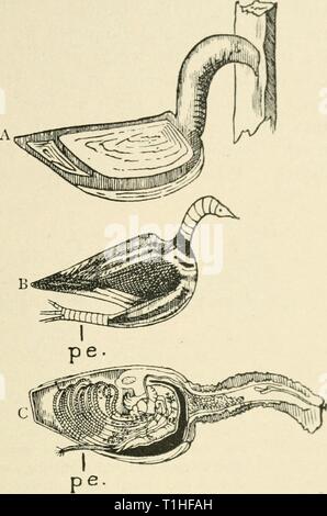 Umleitungen von einem Naturwissenschaftler (1915) Umleitung von einem Naturwissenschaftler diversionsofnatu 00 lank Jahr: 1915 MEHR ALS DER BARNACLE UND GANS 133 Abb. 15.- Die Gans und der barnacle. A, Zeichnung von einem Schiff Barnacle auf ein Stück Holz durch seine "Stiel" oder Stiel, der Hals einer Gans präsentiert, wenn wir die Shell auf abgedeckte Region als Körper der Gans. Aus einer Skizze von M.Fred - eric Houssay veröffentlichten in der ''Revue Archieologique", Januar 1895. B, Kopie einer Zeichnung auf einem alten Myken - rean Topf auf Kreta gefunden, und von M.Perrot in seinem 'Ossuaire de Kreta' Vol. vi dargestellt. S. 936. Es Stockfoto