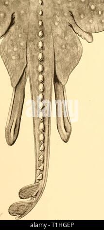 Reports (1937) Entdeckung berichten discoveryreports 16 inst Jahr: 1937 r WP C Sehne del â' KÜSTE FISCHE Stockfoto