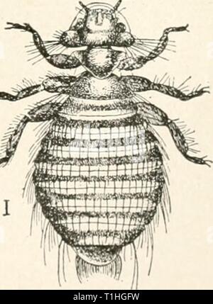 Die Krankheiten von Geflügel (1899) die Krankheiten des Geflügels diseasesofpoultr 00 salmrich Jahr: 1899 DISKASKS von POULTKV. 175 Inj.-lose Bretter und damit die Aufdeckung der Parasiten, die das Ausmaß der Pest geschätzt werden kann. Es sollte zu allen Zeiten, dass die Externe tierische Schädlinge sind die häufigsten und häufige Ursache von Trou-erinnern?#x hie in der Geflügel-5 Ard und Wii) Taube - Cote. Wenn die Vögel sind nicht gedeihen und die Durchführung von lititiiJiaa, sich zufriedenstellend, schauen fetaia: f für diese Schädlinge, Maßnahmen ergreifen, die ich'! Sie zu unterdrücken, und in den meisten Fi $ ti 3 | M, ich Fälle sind die Ergebnisse Stockfoto