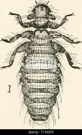 Die Krankheiten von Geflügel (1899) die Krankheiten des Geflügels diseasesofpoultr 00 salmrich Jahr: 1899 DISKASKS von POULTKV. 175 Inj.-lose Bretter und damit die Aufdeckung der Parasiten, die das Ausmaß der Pest geschätzt werden kann. Es sollte zu allen Zeiten, dass die Externe tierische Schädlinge sind die häufigsten und häufige Ursache von Trou-erinnern?#x hie in der Geflügel-5 Ard und Wii) Taube - Cote. Wenn die Vögel sind nicht gedeihen und die Durchführung von lititiiJiaa, sich zufriedenstellend, schauen fetaia: f für diese Schädlinge, Maßnahmen ergreifen, die ich'! Sie zu unterdrücken, und in den meisten Fi $ ti 3 | M, ich Fälle sind die Ergebnisse Stockfoto