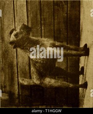 Der Hund Der Hund buchen Buchen Sie: eine populäre Geschichte des Hundes, mit praktischen Informationen über die Pflege und Verwaltung von Haus, Zwinger, und Ausstellung Hunde; und Beschreibungen aller wichtigen Rassen dogbookpopularhi 02 wats Jahr: 1906 Stockfoto