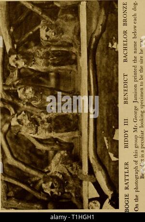 Der Hund Der Hund buchen Buchen Sie: eine populäre Geschichte des Hundes, mit praktischen Informationen über die Pflege und Verwaltung von Haus, Zwinger, und Ausstellung Hunde; und Beschreibungen aller wichtigen Rassen dogbookpopularhi 02 wats Jahr: 1906 Stockfoto