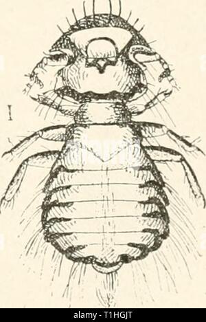 Die Krankheiten von Geflügel (1899) die Krankheiten des Geflügels diseasesofpoultr 00 salmrich Jahr: 1899 DISKASMS (M' - IHirLTKY. 177 Läuse, die auf thcni allein leben, und es gibt aber vergleichsweise wenige Arten der Läuse, die auf zwei oder mehr Arten von Vögeln leben. Wir können daher für die Vermehrung der Läuse durch die Bedingungen günstig für Sie, aber wir können nicht prodvice Läuse, wo keine vorhanden sind. Die Bedingungen, die für die nudtiplication der Läuse und andere Parasiten sind zum Teil in der 1) irds und teilweise in der surroundino gefunden; s. Ungesunde oder unthrift} Vögel, oder solche, die Fro Stockfoto