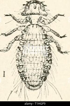 Die Krankheiten von Geflügel (1899) die Krankheiten des Geflügels diseasesofpoultr 00 salmrich Jahr: 1899 DISKASHS von POri. TKV. 179 lung Der]) irds. Die ältere Vögel, aber nicht die Hennen mit jungen Hühnern, vielleicht über die Köpfe gesalbt werden, unter die Flügel, und um die mit einer Salbe gründlich mischen ein Teelöffel Blumen von Schwefel mit ein Gramm Fett. Einige verwenden, anstatt diese Salbe oder in Kombination mit in-secticide Pulver, die durchgebrannt ist oder Staub in die Federn. Dieser Vorgang wird am besten durch das Halten der Vogel durch die Beine, Kopf nach unten durchgeführt, so dass die Tendenz der Stockfoto