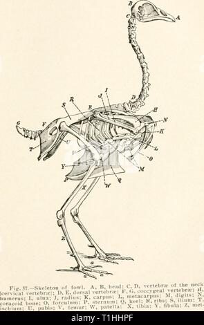 Die Krankheiten von Geflügel (1899) die Krankheiten des Geflügels diseasesofpoultr 00 salmrich Jahr: 1899 KRANKHEITEN DES GEFLÜGELS 201 atarsus; a, Ziffern. Stockfoto