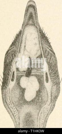 Die Krankheiten von Geflügel (1899) die Krankheiten des Geflügels diseasesofpoultr 00 salmrich Jahr: 1899 UISEASKS von POULTKV. 223 von Pfeiffer, die l zugeschrieben wurde) y diese Autoren infusoria zu motivieren. Eine ähnliche Krankheit in Tauben geglaubt, durch l verursacht zu werden) acteria wurde durch LoefBer untersucht. Eitrige Sammlungen über den Kopf und Speiseröhre manchmal ähneln Diphtherie sehr eng. Die Krankheit der Haut bekannt als chirken Windpocken und schmerzenden Kopf, verursacht durch blastomycetes, hat Bj einige Verfasser Diphtherie genannt worden. Aspergillose der Mund der Tauben und croupous Enteritis von Vögeln produziert von cocci Stockfoto