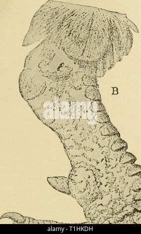 Krankheiten des Geflügels; ihre Ätiologie, Krankheiten von Geflügel; ihre Ätiologie, Diagnose, Behandlung und Prävention diseasesofpoultr 00 Erbse Jahr: 1915 externe Parasiten 217 Stockfoto