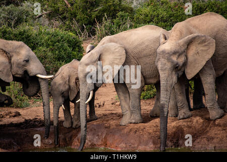 Elefant und Elefanten. Kenia. Safari in Afrika. Afrikanischer Elefant. Tiere Afrikas. Reisen nach Kenia. Die Familie der Elefanten. Stockfoto