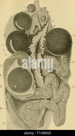 Krankheiten des Geflügels; ihre Ätiologie, Krankheiten von Geflügel; ihre Ätiologie, Diagnose, Behandlung und Prävention diseasesofpoultr 00 Erbse Jahr: 1915''• J-Abb. 55. - Die reprodiK 'ei Herstellung von Organen einer Henne. Siehe Text zur Erläuterung der Zahlen. (Nach Duval.) Stockfoto