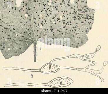 Krankheiten der Kulturpflanzen und Krankheiten von kultivierten Pflanzen und Bäume diseasesofcultiv 00 massuoft Jahr: [1910?] PUCCINIA 311 Ich als in anderen Fällen, ein Angriff bedeutet Immunität in der j Zukunft. Ich! Rosa Rost {Puccinia arenariae, Wint.), kommt es häufig zu Verletzungen j zu kultivierten Rosen und Nelken. Es bildet kleine schwärzliche Flecken in unregelmäßigen Kreisen angeordnete Blätter und Stängel. H',;. • • ♦. ... ..------ Abb. 91. - Puccinia Malvacearum. Hollyhock Blätter mit pusteln von Pilz; 2, teleutospores, einer Keimen. Sehr mag. Teleutospores sind nur vorhanden. Diese sind fusoid oder clavate, Apex Stockfoto