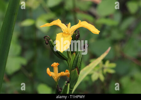 Lily in Donana Naturpark und das Naturschutzgebiet. Stockfoto