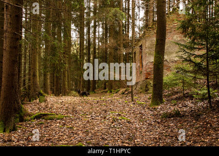 Alte Ruine eines kleinen Haus im Wald Stockfoto