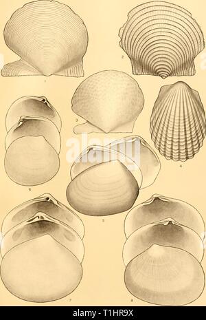 Reports (1937) Entdeckung berichten discoveryreports 15 inst Jahr: 1937 ENTDECKUNG BERICHTEN VOL. XV PLATTE XLVII A W B P ) [. London MOLLUSKE EIN AUS NEUSEELAND Stockfoto