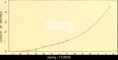 Reports (1959) Entdeckung berichten discoveryreports 29 inst Jahr: 1959 BARTENWALE 291 Kurve ist etwas weniger als die Steigung der Pottwal Kurve (Text-Bild. 12) und Lt ist sehr nah an diesem Wert für den Pottwal in der Lq - 34 Tage. Dies deutet darauf hin, dass es richtig ist, die mittlere Phase des fetalen Wachstums als linear in der buckelwal Mindestens und wahrscheinlich zu interpretieren gilt auch gut für andere Bartenwale. Die exponentielle passen auf den zweiten Teil ruht nicht auf einem festen Fundament und, wie in den anderen, ausführlicheren ASONDJ FM&lt gesehen wird;-o-monate Text-Bild sein. 6. Fetale wachsen Stockfoto