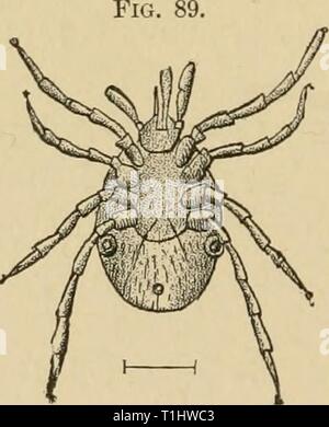 Krankheiten des Hundes und Krankheiten des Hundes und ihre Behandlung diseasesofdogthe 01 ml Jahr: 1897 Hsematopinus piliferus. Trichodectes latus. Die begleitenden kleinen Linien geben den natürlichen Größe des Parasiten. und reiben, das Verursachen der entzündlichen Effloreszenzen, die sehr viel wie squamous eczema Look, mit teilweiser Verlust der Haare und der Forma-tion von Schorf. Die Diagnose wird in der Regel einfach, da wir die Parasiten und deren Eier sehen durch die Trennung der Haare können. Therapeutische Behandlung. Diese besteht in der Zerstörung der Parasiten und deren Eier. Für diesen Zweck ist es oft erforderlich, um die Tiere zu Clip. Die saf Stockfoto