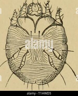 Krankheiten des Hundes und Krankheiten des Hundes und ihre Behandlung diseasesofdogthe 01 ml Jahr: 1897 SABCOPTES SCABIEI COMMUNIS. 399 und saugt das Blut und wird in der Regel in Setter oder Pointer gesehen, und Hunde bei der Arbeit durch den Wald und Unterholz werden können - sind voll von ihnen. Terpentin und Erdöl wird Sie sofort zerstören. Autumnalis Leptus. Das ist es, was als "Ernte Fehler bekannt ist, 'oder acari. Es ist ca. 4 mm in der Länge, und ist der rote Larven der thrombidium holoseri - ceum. Während Menschen ziemlich häufig mit dieser Parasit betroffen sind, ist es nur selten in den Hund gefunden. Defrance Stockfoto