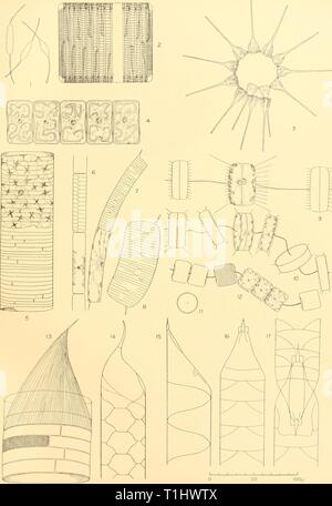 Reports (1937) Entdeckung berichten discoveryreports 16 inst Jahr: 1937 ENTDECKUNG BERICHTEN VOL. XVI. PLATTE XI JohnBskSoTU ich Kieselalgen Stockfoto