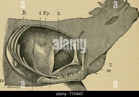 Erkrankungen der Rinder, Schafe, Ziegen Krankheiten von Rindern, Schafen, Ziegen und Schweinen diseasesofcattle 00 mous Jahr: 1920 386, Perikarditis. produzierenden operativen Pneumatik-hydraulik-thorax, wenn die cartihiges reseziert werden von Rührung Herzbeutel zugeben. Die einzige logische Methode scheint durch Punktion des Perikards durch den Processus Knorpel zu werden, wie unten beschrieben. Die topographische Anatomie der thorakalen Viszera zeigt, dass der Punkt der Herzbeutel erstreckt sich entlang dem Brustbein zu einem Punkt in der Nähe des unteren Einschub der Membran, und dass der Perikardialen sac ist iHL. r. Ax. F. Bild. 177.-Läsionen der exuda Stockfoto