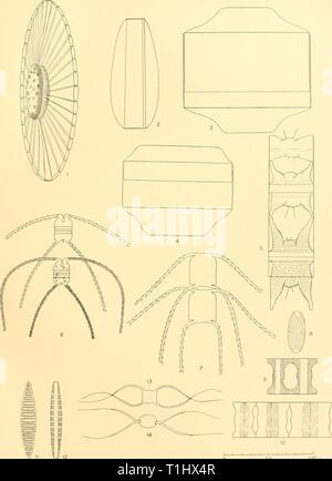 Reports (1937) Entdeckung berichten discoveryreports 16 inst Jahr: 1937 ENTDECKUNG BERICHTEN VOL. XVI. PLATTE XIII 50 100 // ... Diatomeen Stockfoto