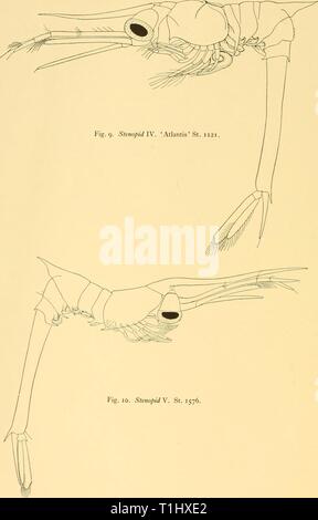 Reports (1936) Entdeckung berichten discoveryreports 12 inst Jahr: 1936 Abb. 10. Stenopid V. St. 1576. Stockfoto