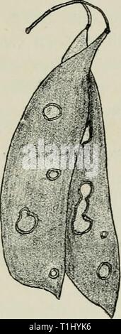 Krankheiten von Pflanzen, indem sie Krankheiten von Pflanzen durch cryptogamic Parasiten induziert induziert; Einführung in das Studium der pathogenen Pilzen, Schleim - Pilze, Bakterien und Algen diseasesofplant 00 tube Jahr: 1897 ASCOCHYTA. 473 Stockfoto