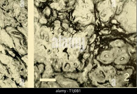 Reports (1962) Entdeckung berichten discoveryreports 31 inst Jahr: 1962 Stockfoto