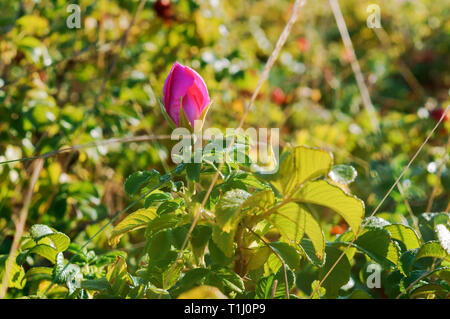 Blühende wilde Rose Bush, die Blüten von Wild Rose Arzneimittel Stockfoto