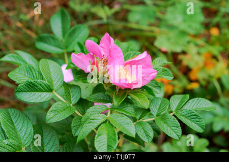 Blühende wilde Rose Bush, die Blüten von Wild Rose Arzneimittel Stockfoto