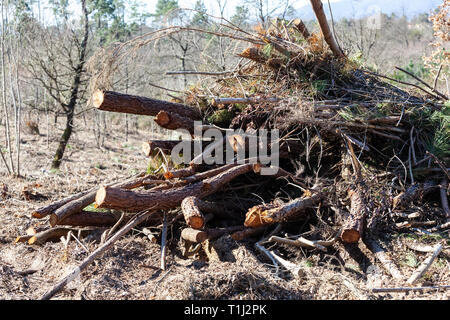 Die Entwaldung in den ländlichen Gebieten der Wald mit Trunks auf dem Boden liegen. Stockfoto