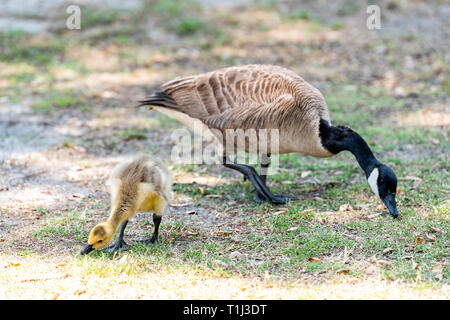 Familie gans Mutter mit Baby gosling Vogel Küken auf Rasen Gras essen Weide Gras Pflanzen cute adorable Wildtiere Stockfoto