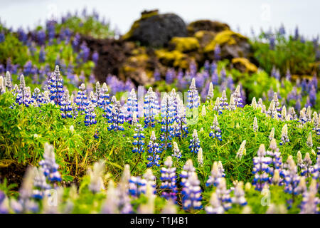 Bunte blau und lila Lupin Blumen in Island mit verschwommenen Hintergrund bokeh und Blüten bei Regen bewölkt Tag Stockfoto