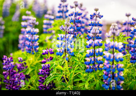 Farbenfroh leuchtenden blauen und violetten Lupin Blumen in Island mit verschwommenen Hintergrund bokeh Blüten bei bewölkter Tag Stockfoto