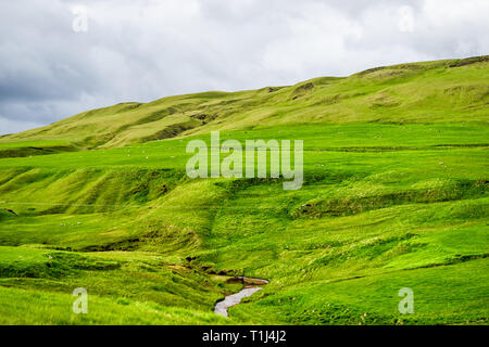 Isländische Schafe auf grünen lebendige Wiese weide Feld mit Hügel Berg Islands Sommer und Fluss Stockfoto