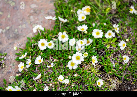 Nahaufnahme der Weißen Berge Avens Dryas octopetala Blumen in Island mit blühenden bunten Blütenblätter auf Rock Stockfoto