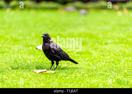 Krähe in London, UK stehen auf Rasen Gras durch Blätter Herbst Laub Nahaufnahme von Black Raven bird Stockfoto