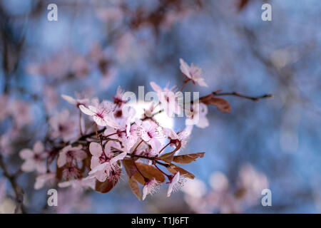 Japanische Kirschblüten vor einem blauen bokeh Hintergrund Stockfoto